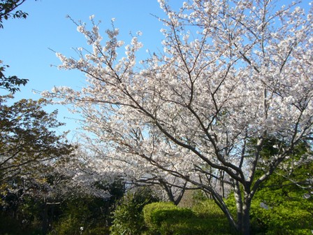 白浜の桜といえば 平草原公園 南紀ほんまもん王国ブログ